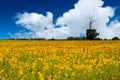 Landscape of view Sunflower field Royalty Free Stock Photo