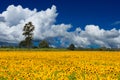 Landscape of view Sunflower field Royalty Free Stock Photo