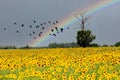 Landscape of view Sunflower field in thailand Royalty Free Stock Photo