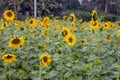 Landscape view of sunflowers field with bloomed flowers Royalty Free Stock Photo