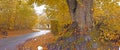 Landscape view of tar road street leading through autumn beech tree forest in Norway. Scenic rural countryside of nature Royalty Free Stock Photo