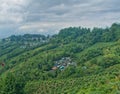 landscape view of tea garden in Darjeeling hill station on a bright sunny day