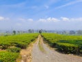 Landscape view of the tea garden, mountains and blue sky Royalty Free Stock Photo