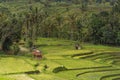 Landscape view of terraced rice field