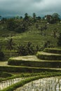 Landscape view of terraced rice field