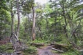 National Park in Tierra del Fuego Royalty Free Stock Photo