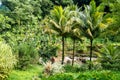 Landscape view on trail to the Trafalgar waterfalls. Morne Trois Pitons National Park, Dominica, Leeward Islands Royalty Free Stock Photo