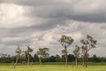 Tree,green field and blue sky background. Royalty Free Stock Photo