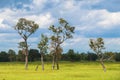 Tree,green field and blue sky background. Royalty Free Stock Photo