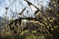 Hoh Rainforest Landscape in Olympic Royalty Free Stock Photo