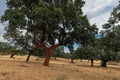 Landscape view with trees near Guijo de Galisteo, Extremadura, Spain