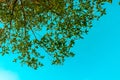 Landscape A view under a tree branch during the day with a bright blue sky in the background. Royalty Free Stock Photo