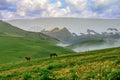 Landscape view of valley on summer morning and misty, two horses on green fields and yellow wild flowers, rural farm in small town