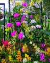 Landscape view various kind of beautiful orchids at botanical garden Royalty Free Stock Photo