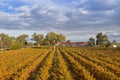 Landscape view of vineyard growing on limestone coast in Coonawarra winery region, South Australia Royalty Free Stock Photo