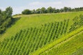 Landscape view of vineyard on hill. These wine grapes are growing in south Styrian in Leutschach, Austria