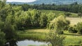 Landscape view of a Vineyard in Lincolnville Maine
