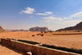 landscape view of wadi rum deser with group of camels Royalty Free Stock Photo