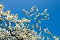 Landscape view of white cherry flowers in the sky. Clear big blue sky surrounded by tree branches with growing white