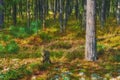 The landscape view of woodland with green trees in a forest. Trunks of young oak or spruce trees growing outside Royalty Free Stock Photo