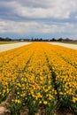 Landscape view of yellow and white flowers cultivated in field