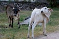 Young calf stand in ground - Image