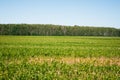 Landscape view of a young corn field. Royalty Free Stock Photo