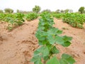 Young cotton crop field Royalty Free Stock Photo