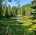 Landscape views of Idaho with river and trees Royalty Free Stock Photo
