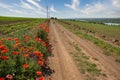 Landscape with village road with blooming poppies