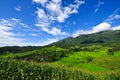 Landscape village terrace Rice fields