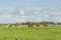 landscape at village Weipoort with green meadows and grazing black-colored cows Royalty Free Stock Photo