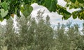 Landscape between vines and olive trees Royalty Free Stock Photo