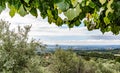 Landscape between vines and olive trees Royalty Free Stock Photo