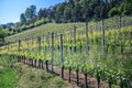 Landscape with vineyard on a beautiful summer day Royalty Free Stock Photo