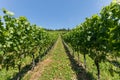 Landscape with vineyard on a beautiful summer day Royalty Free Stock Photo