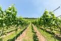 Landscape with vineyard on a beautiful summer day Royalty Free Stock Photo