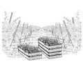Landscape of vineyard with grapes in three wood boxes on plantations. Vector illustration in sketch style isolated on a white