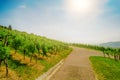 Landscape of vineyard on hill with crossroad in center and grape bushes on both side in sunny day Royalty Free Stock Photo