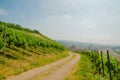 Landscape of vineyard on hill with crossroad in center, town in valley and grape bushes on both side in sunny day Royalty Free Stock Photo