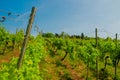 Landscape of vineyard on hill with grapes bushes and house of farm on top. sunny day Royalty Free Stock Photo