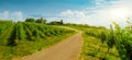 Landscape of vineyard on hill with grapes bushes, road and house of farm on top. Sunny day Royalty Free Stock Photo