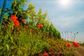 Landscape of vineyard on hill and road beside. Grape bushes with poppy on stone fence in sunny day