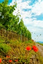 Landscape of vineyard on hill and road beside. Grape bushes with poppy on stone fence in sunny day