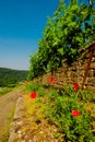 Landscape of vineyard on hill and road beside. Grape bushes with poppy on stone fence in sunny day