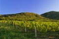 Landscape of vineyard and hills Royalty Free Stock Photo