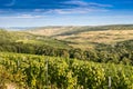 Landscape with vineyard in the hills