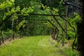 Landscape of vineyard in Italy. Spring landscape with green vineyards. Italian Landscape with vines on the hillside.