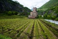 Landscape of vineyard in Italy. Spring landscape with green vineyards. Italian Landscape with vines on the hillside.