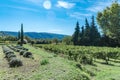 Landscape with vineyard in Provence Royalty Free Stock Photo